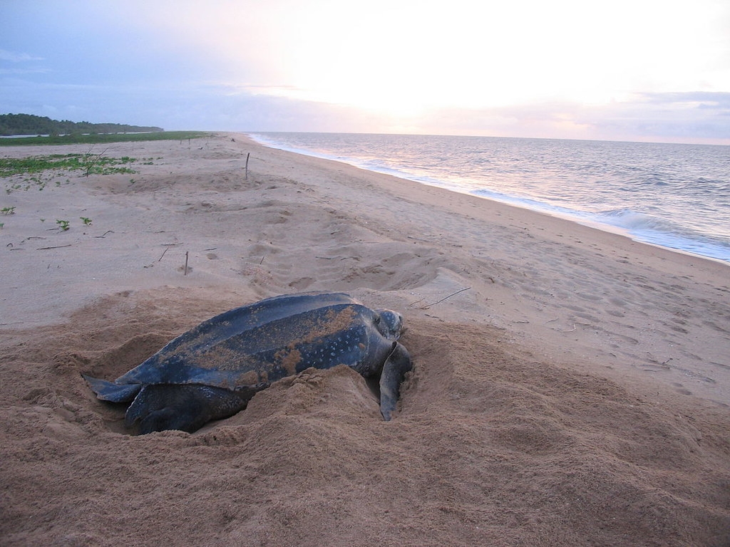 革龜是體型最大的一種海龜，體重可達300～500公斤。圖片來源：Wikipedia (CC BY-SA 3.0)