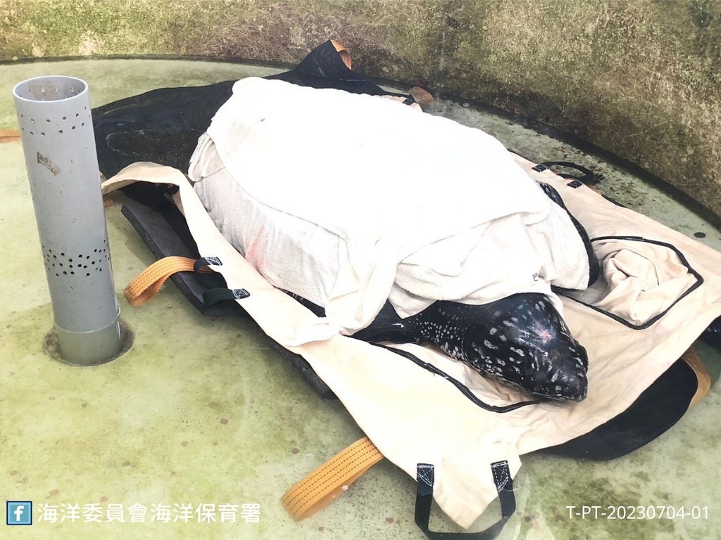 醫療團隊為革龜外表擦傷清創後暫時放置淺水中休養，但隔天卻發現不治身亡。圖片來源：海保署
