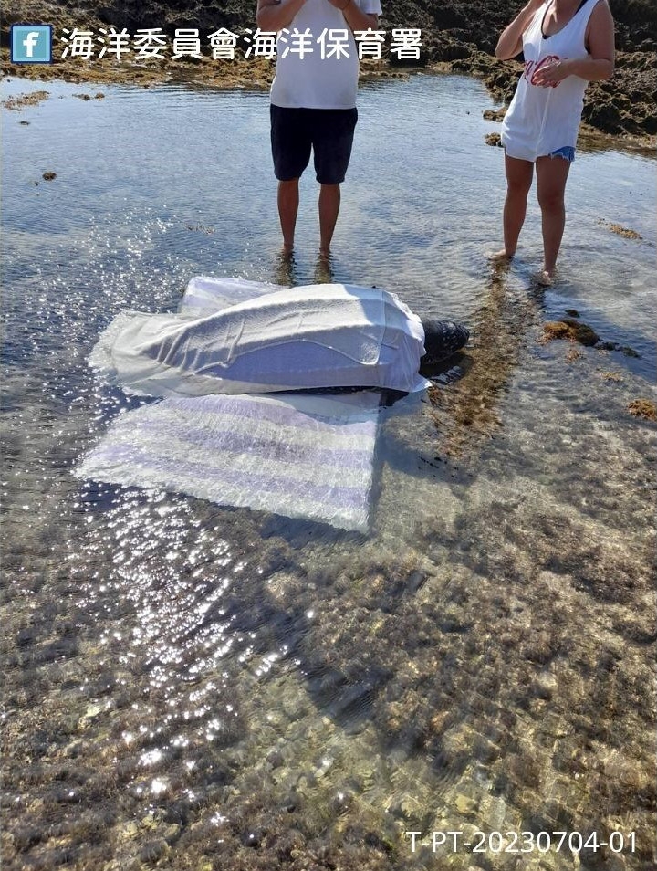 本月在屏東縣萬里桐發現罕見活體革龜擱淺。圖片來源：海保署