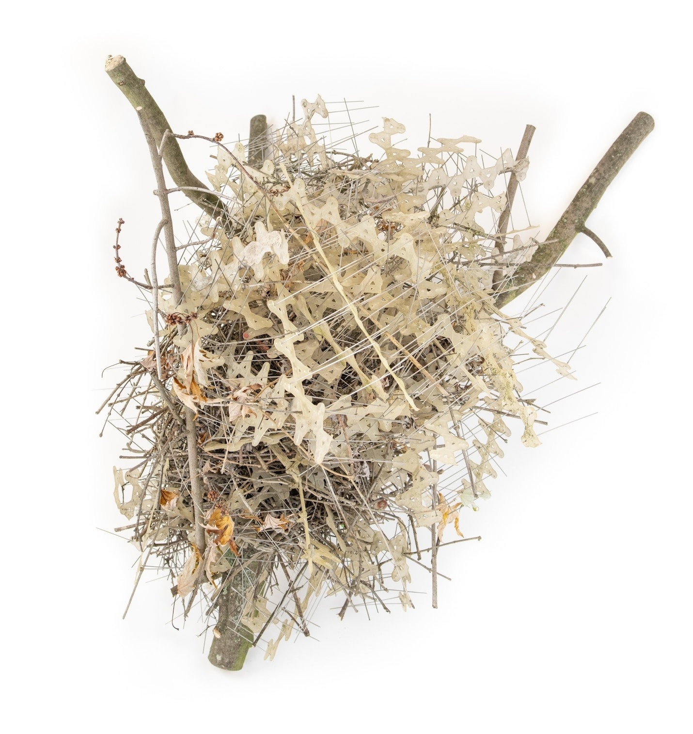 科學家想知道，這類鳥巢（如圖，這是比利時安特衛普發現的其中一個）是否比那些沒有尖刺的更能保護雛鳥。 PHOTOGRAPH BY AUKE FLORIAN HIEMSTRA 