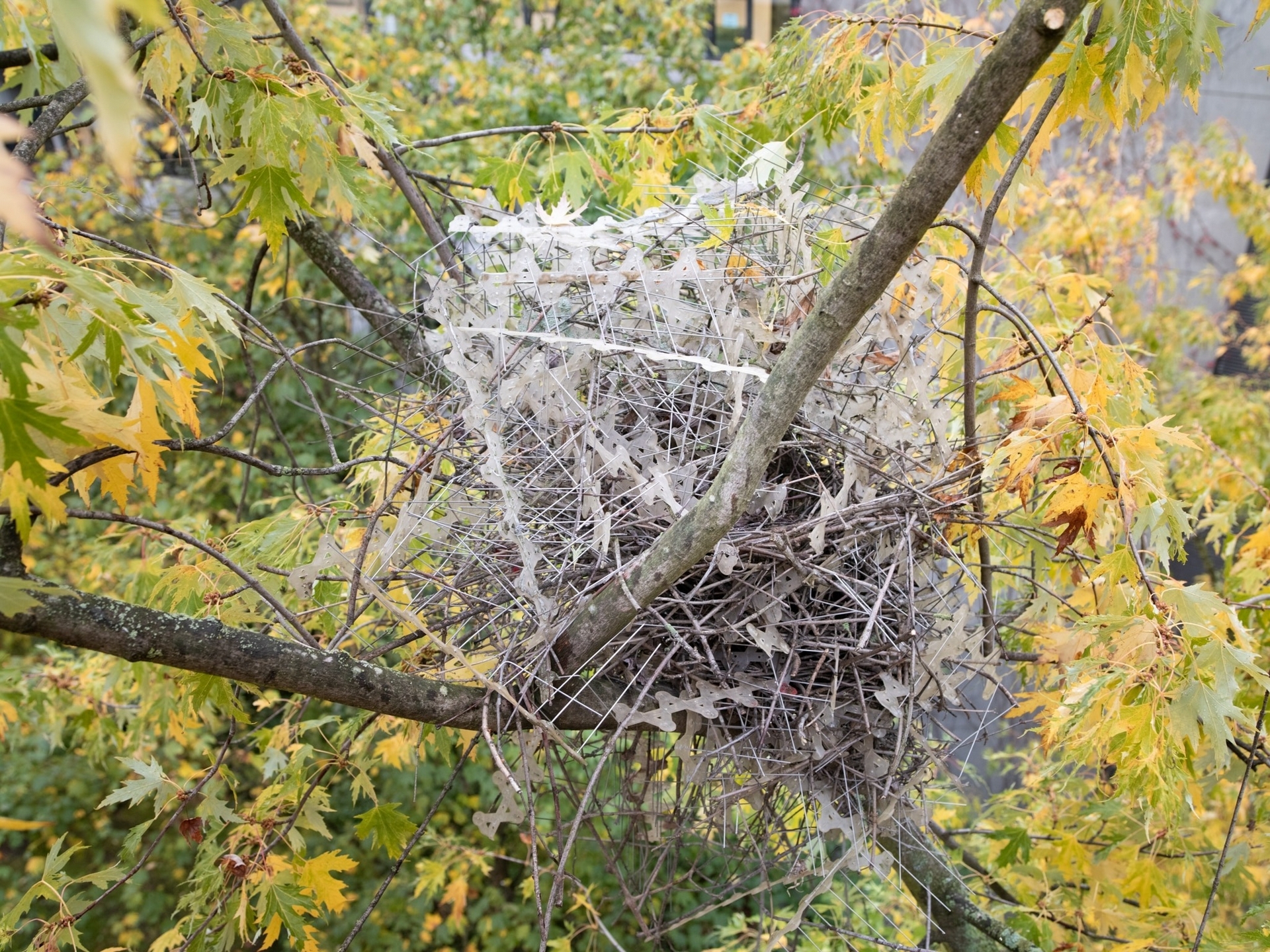 歐亞喜鵲通常會用有刺的樹枝築巢，但有些鳥兒發現，驅鳥刺的效果就算不是更好，也不相上下。 PHOTOGRAPH BY AUKE FLORIAN HIEMSTRA 