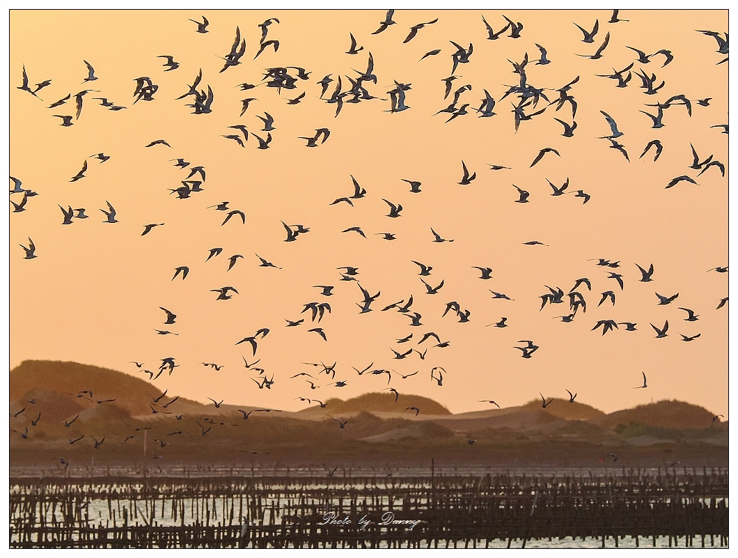 每年10、11月成千上萬的黑腹燕鷗飛抵台南北門潟湖度冬，傍晚黃昏時在高空、海面飛舞之景象被譽為自然界奇觀。 (圖 /賞鳥達人 蘇佳霖老師提供)