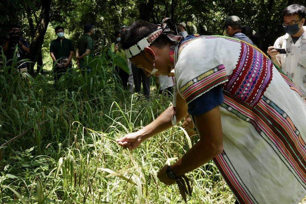 部落族人採收植物園內的小米。攝影：廖禹婷