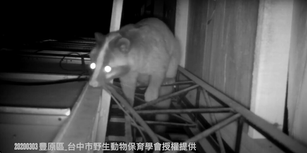 白鼻心會穿梭於建物屋頂，甚至作為居住空間。圖片來源：臺中市野生動物保育學會提供。