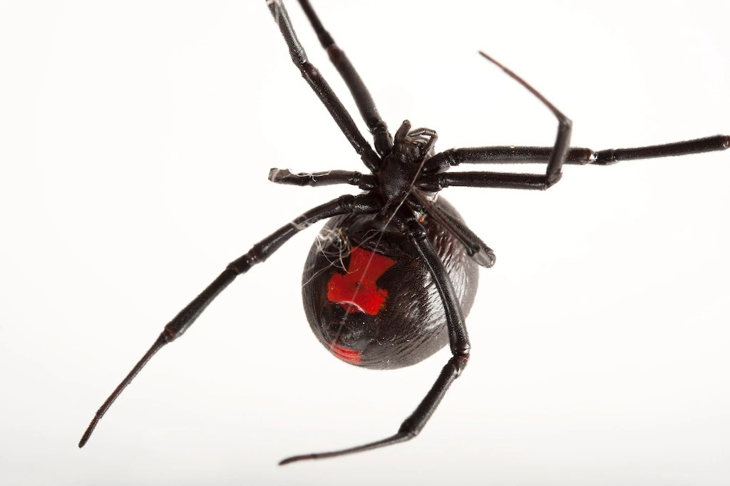 北美洲總共發現了五種寡婦蛛，而在路易斯安那州紐奧良奧杜邦自然研究所（Audubon Nature Institute）裡的是黑寡婦蛛（Latrodectus mactans）。PHOTOGRPAH BY JOEL SARTORE, NATIONAL GEOGRAPHIC, PHOTO ARK