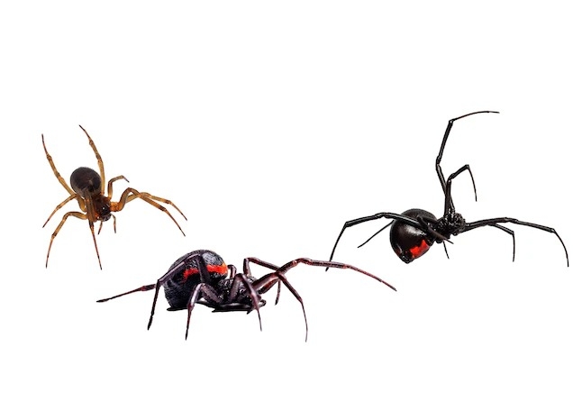圖中分別是假寡婦蜘蛛（Steatoda nobilis，左）、佩氏肥腹蛛（Steatoda paykulliana，中）、雌性黑寡婦蛛（Latrodectus sp. ，右）。許多假寡婦蛛的腹部不僅在形狀與真的黑寡婦蛛相似，連斑紋也惟妙惟肖。 PHOTOGRAPHS VIA GETTY IMAGES,LEFT: DANUT VIERU, CENTER: STEPHANIE PHILLIPS, RIGHT: OLIMBEK SHIRINOV