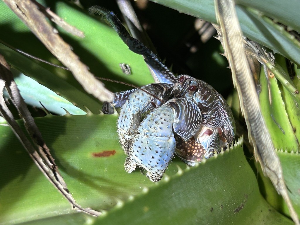 胸甲長約3公分、五歲齡的椰子蟹，體背已呈紫藍色。圖片來源：陳榮宗攝，生多所提供