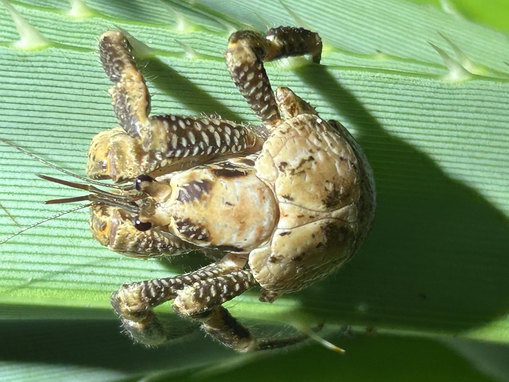 胸甲長約1.5公分、二歲齡的椰子蟹，體背尚呈乳白色。圖片來源：陳榮宗攝，生多所提供