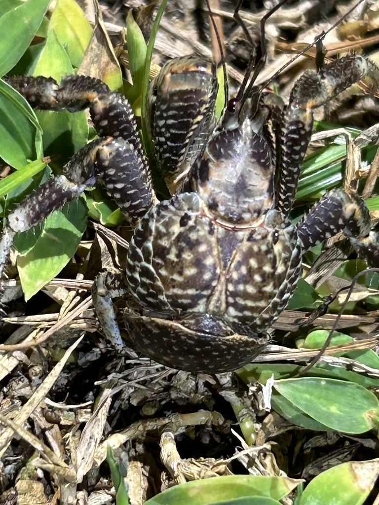胸甲長約2.5公分、四歲齡的椰子蟹，體背呈深紫。圖片來源：陳榮宗攝，生多所提供