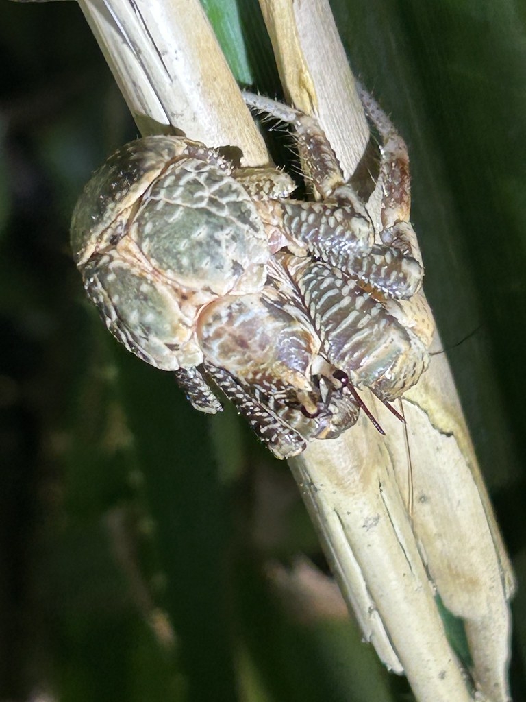 胸甲長約2公分、三歲齡的椰子蟹，體背漸呈深綠。圖片來源：陳榮宗攝，生多所提供