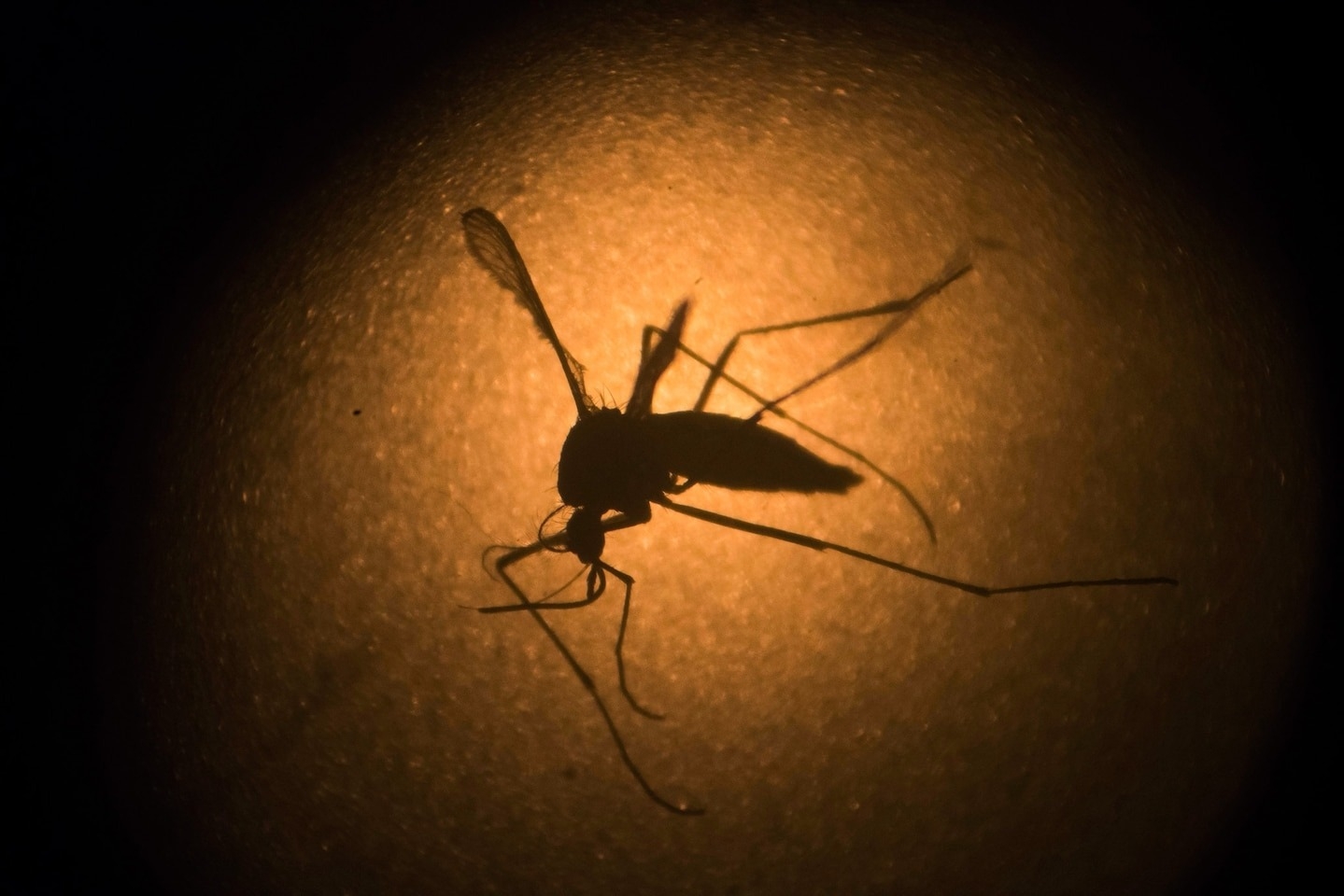 我們已經知道，如圖中這隻於2016年在顯微鏡底下拍攝的埃及斑蚊（<i>Aedes aegypti</i>）會傳播茲卡病毒和登革熱。只要用對驅蟲劑，你也能保護自己不被這類蚊蟲攜帶的疾病感染。PHOTOGRAPH BY FELIPE DANA/AP PHOTO
