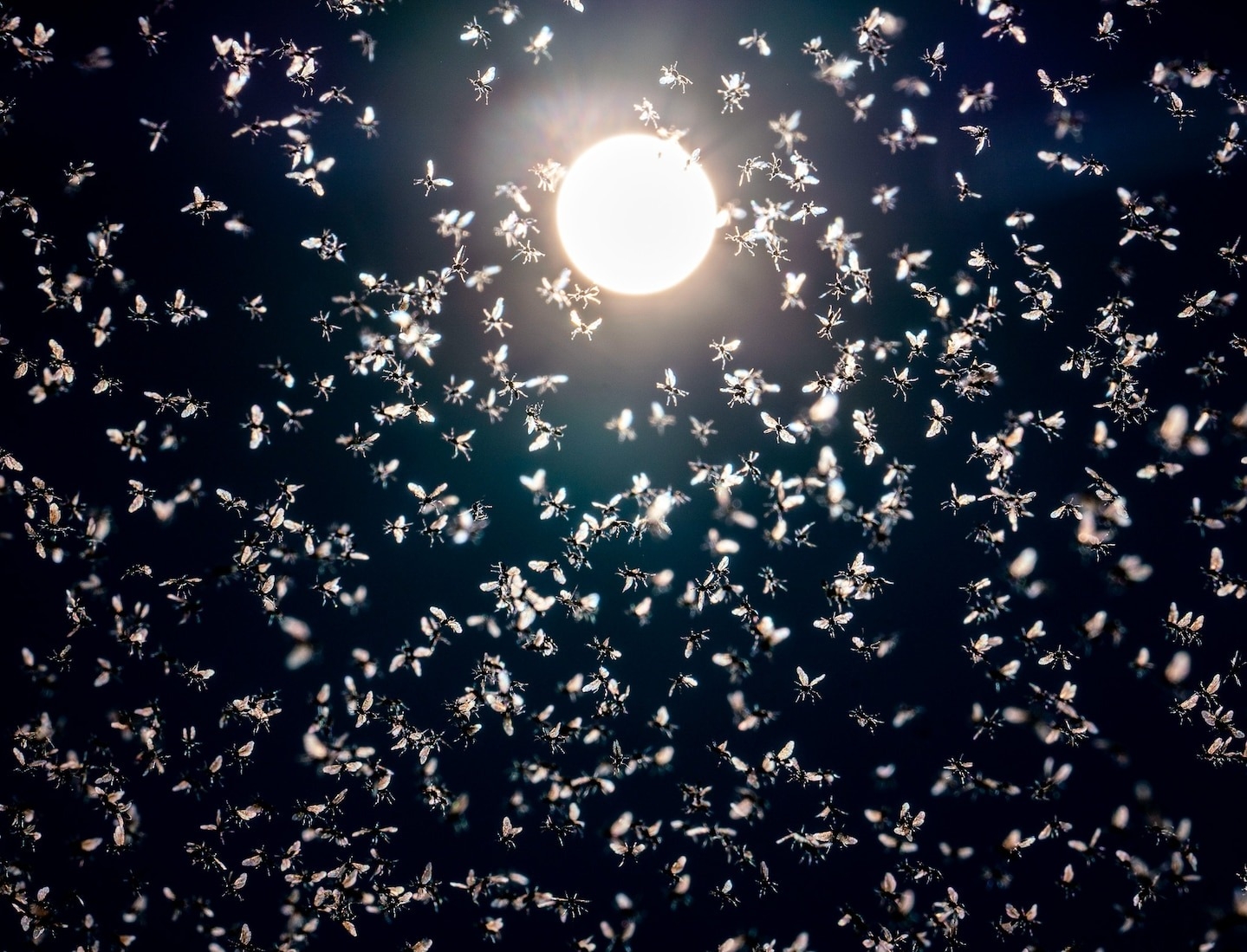 通往德國聖彼得奧丁海灘（St. Peter-Ording）的小路上，蚊子襯著午後的太陽飛舞。PHOTOGRAPH BY FRANK RUMPENHORST/PICTURE-ALLIANCE/DPA/AP IMAGE
