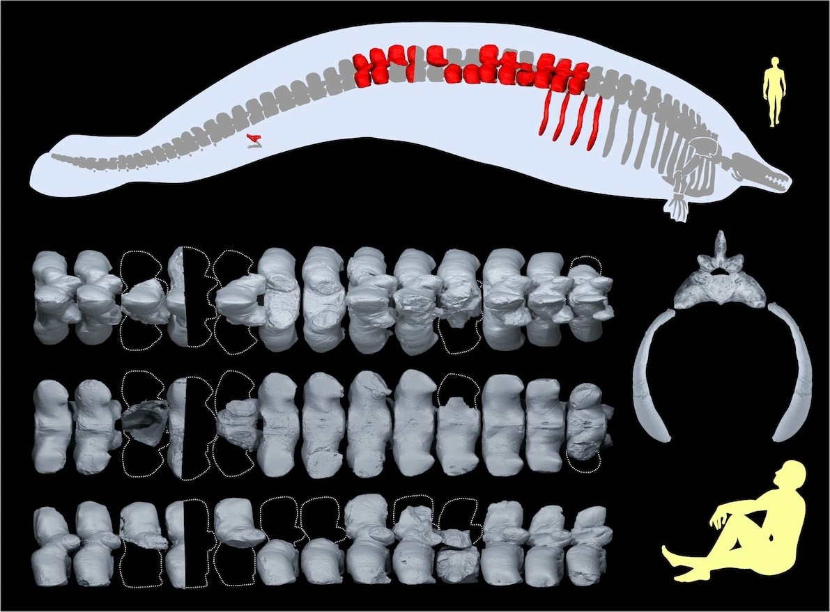 巨像秘魯鯨的身體及骨架重建示意圖，已發現的骨頭標為紅色。ILLUSTRATION BY GIOVANNI BIANUCCI 
