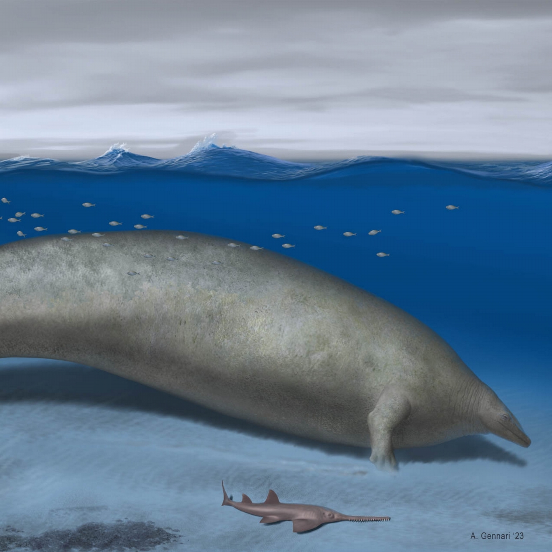 本圖描繪遠古鯨魚巨像秘魯鯨在沿海棲地活動。ILLUSTRATION BY ALBERTO GENNARI