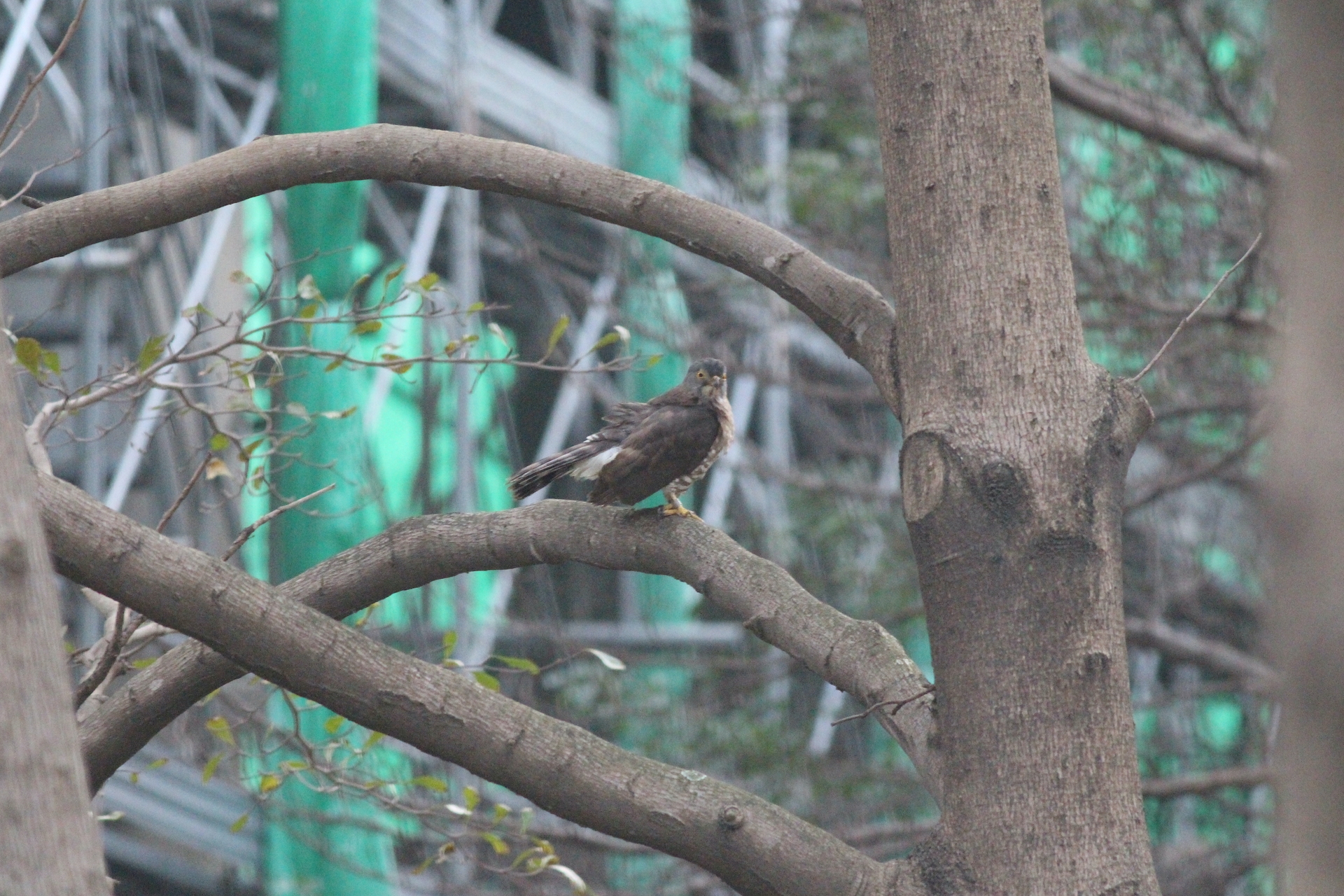 棲息在臺中市南屯區南苑公園的鳳頭蒼鷹。