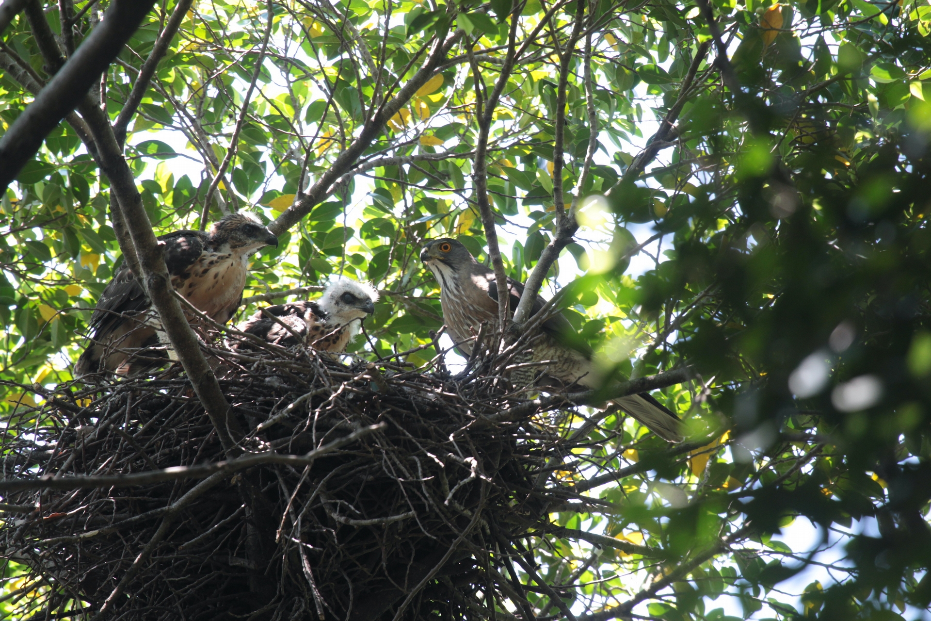 鳳頭蒼鷹親鳥育雛的過程，左二為幼鳥，最右邊的是親鳥