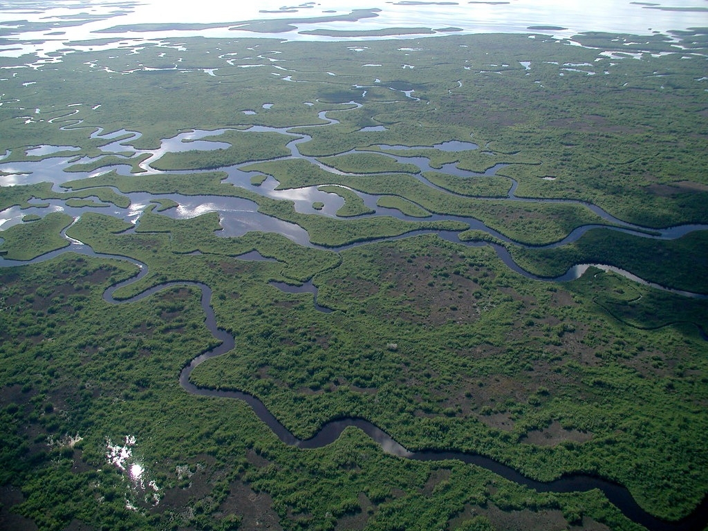 大沼澤地國家公園一景。圖片來源：Flicker／Everglades National Park