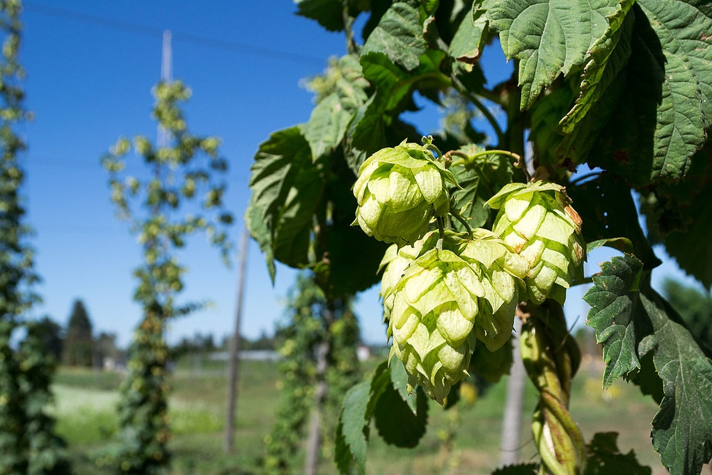 啤酒花生長需要攀高的支架，德國農民利用光電結合啤酒花，藉光電板減少高溫。圖片來源： Visitor7（CC BY-SA 3.0）