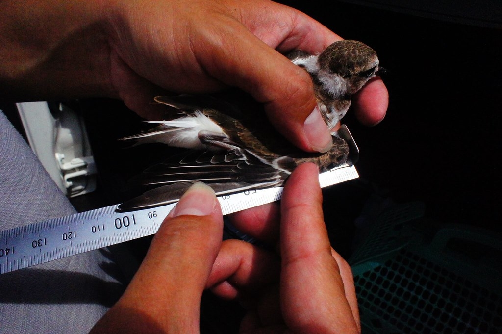 鳥類學研究調查的繫放工作，包含捕捉鳥類、為其測量並上腳環。圖片來源：志工陳靜文提供