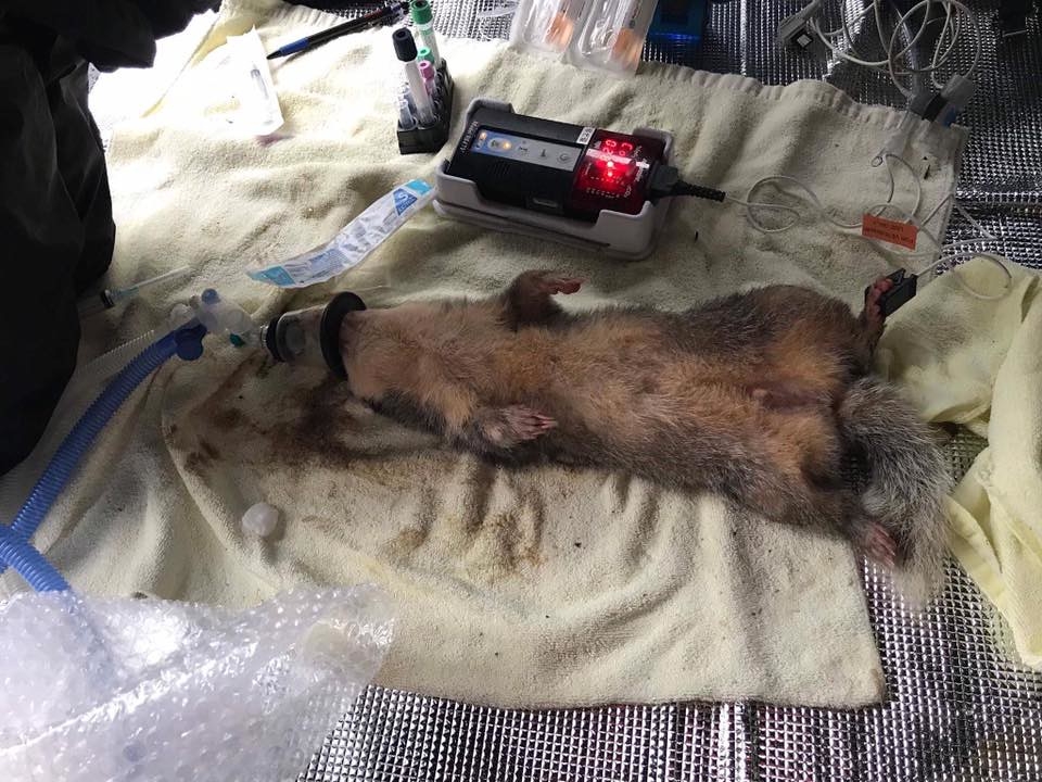麻醉中的鼬獾。圖片來源：康主霖獸醫師提供