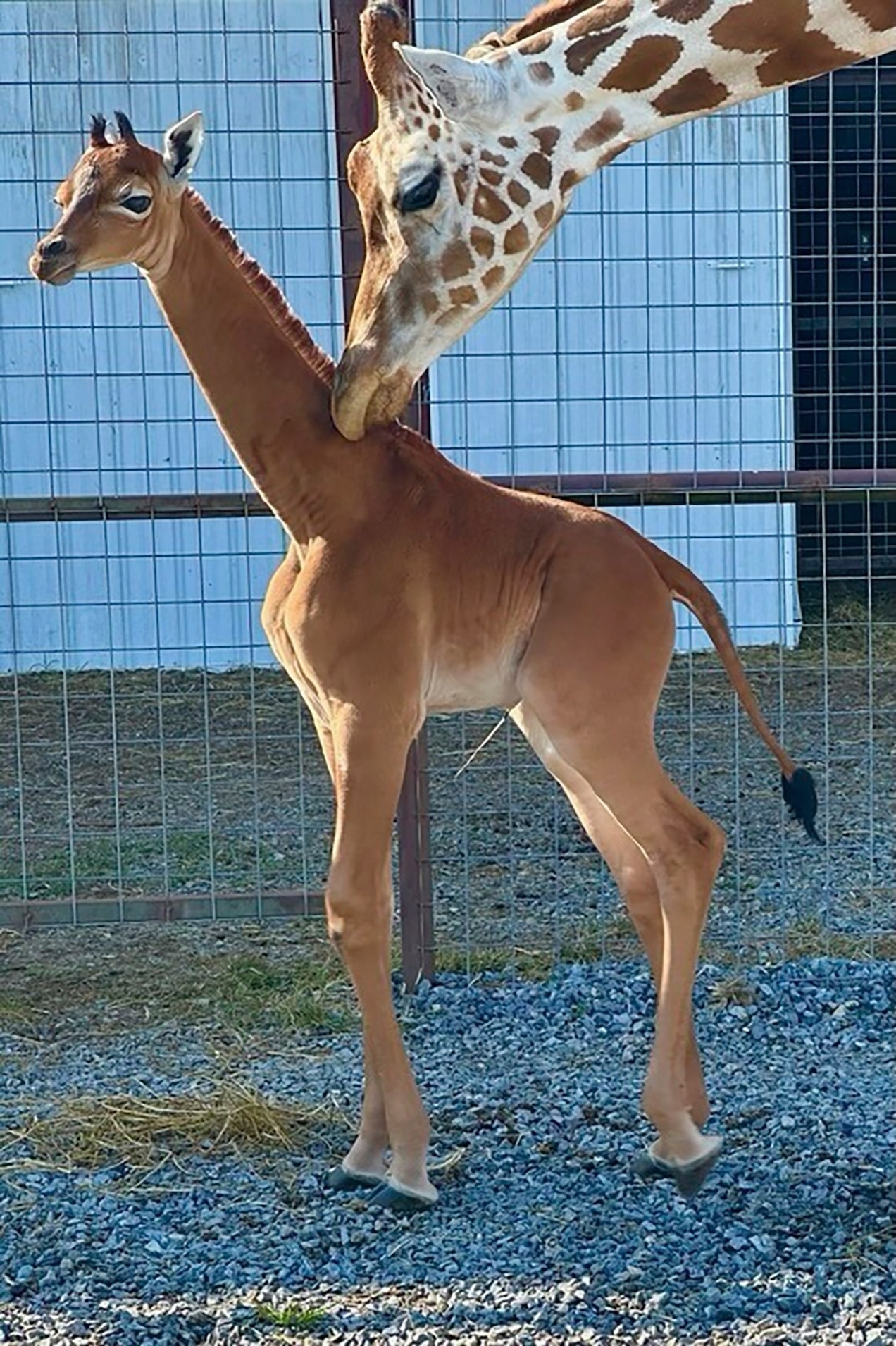 誕生在田納西州某家動物園的這隻長頸鹿寶寶，是人們間隔五十多年後才再度見到的無紋個體。 PHOTOGRAPH BY BRIGHTS ZOO/COVER IMAGES/AP 