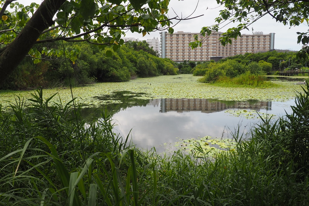 鳥松溼地離都市近，民眾不用走遠可享受豐富自然生態。圖片來源：李育琴 攝