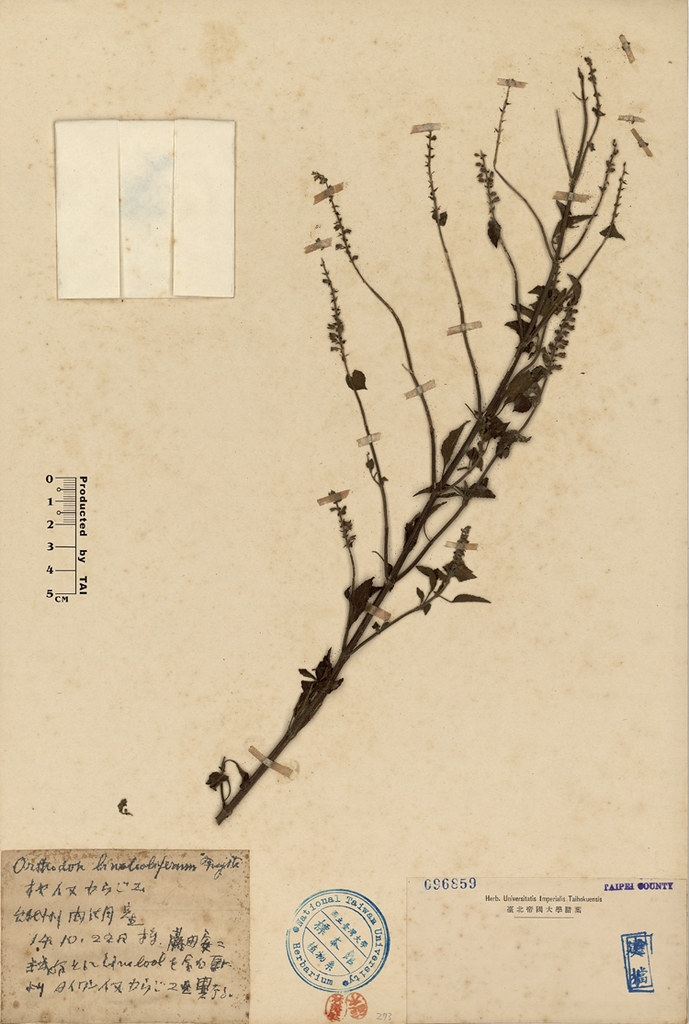 臺灣大學植物標本館(TAI)內典藏著藤田安二於1939年採集的石薺薴標本。圖片來源：臺灣植物資訊整合查詢系統
