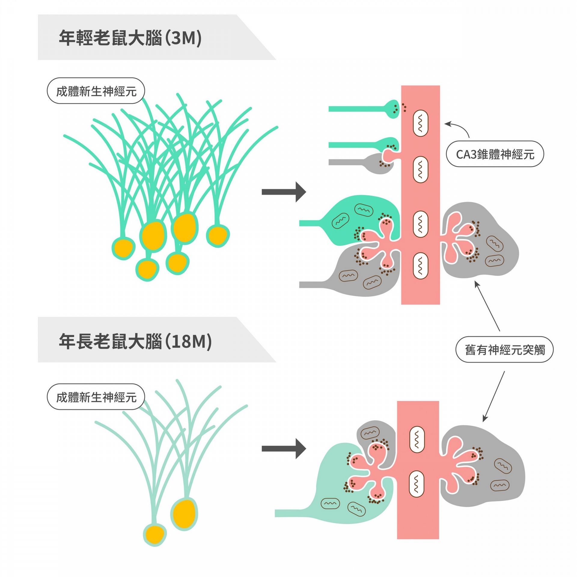 老鼠腦部齒狀回區域，新舊神經連結的示意圖。圖中左側像一束束小草的是成體新生神經元。圖中右側的接觸點，綠色為成體新生神經元軸突；灰色是舊有神經元軸突；紅色是 CA3 錐體神經元，這種神經元形成樹突的能力會隨年紀增長而下降。程淮榮團隊發現，年輕老鼠可以直接形成新的突觸，但是年長老鼠則只能排除舊有突觸，去掉舊有記憶，方能建立新連結。 圖｜研之有物（資料來源｜程淮榮）