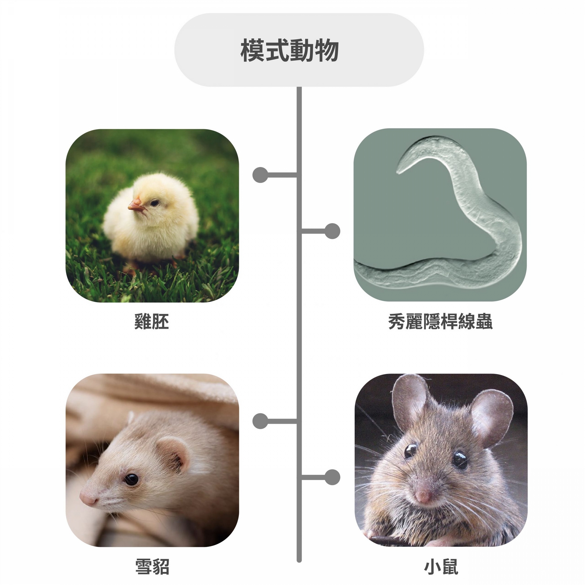 程淮榮團隊使用過的模式動物有：雞胚、線蟲、雪貂、小鼠。 圖｜研之有物（資料來源｜Wikipedia、Unsplash）  