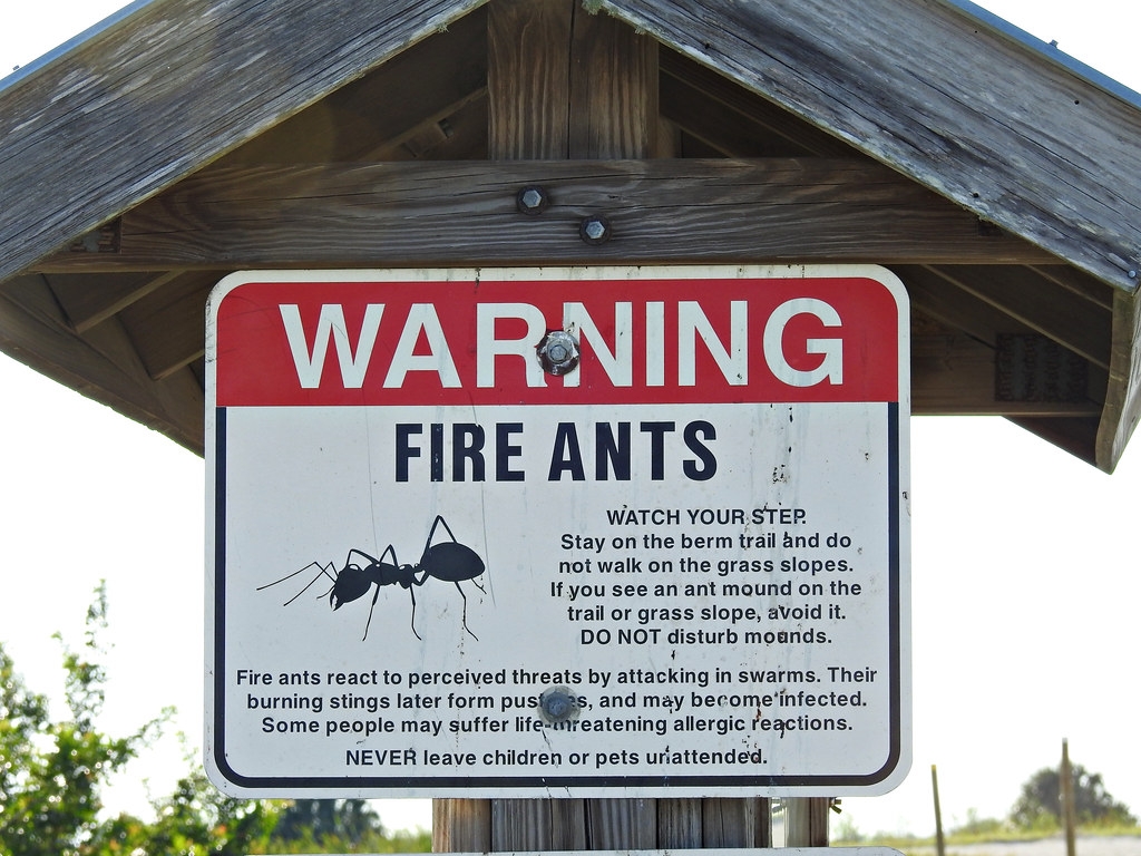 美國、新加坡、臺灣等地都有入侵紅火蟻的蹤跡。圖片來源：Passion4nature/iStock