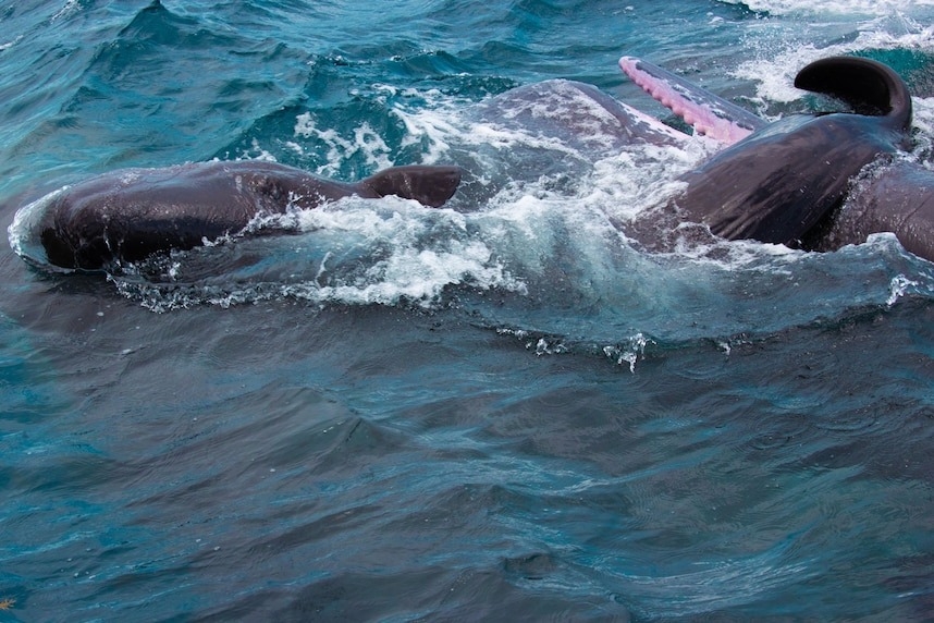 新生抹香鯨依然「軟趴趴」，所以成鯨會在牠身邊，讓牠持續漂浮。PHOTOGRAPH BY DAVID GRUBER, CETI 