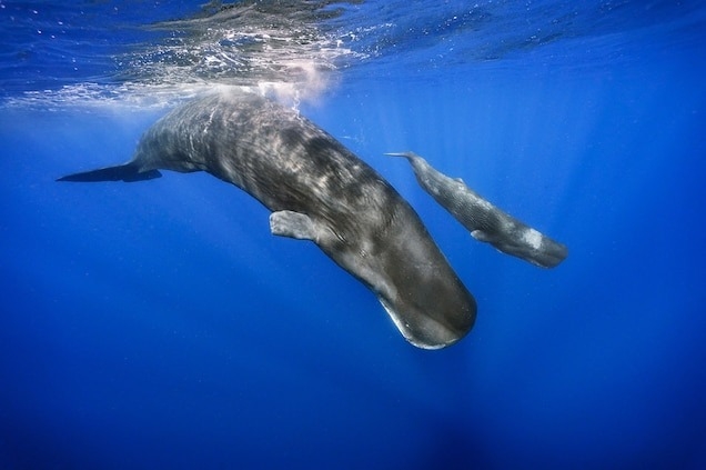 35個抹香鯨家庭經常在多米尼克附近海域出沒。7月8日有一隻新生幼鯨（如本圖中這隻與成鯨在一起的幼鯨）在該島國的外海出生，當時研究人員碰巧在附近，有幸觀察到出生過程。PHOTOGRAPH BY BRIAN SKERRY, NAT GEO IMAGE COLLECTION
