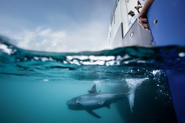 鯊魚哲基爾在打上方便追蹤的標籤之後不久就被放走了。牠和另一隻大白鯊一起游了好幾千公里──科學家想知道這是為了什麼。 PHOTOGRAPH BY OCEARCH/CHRIS ROSS 