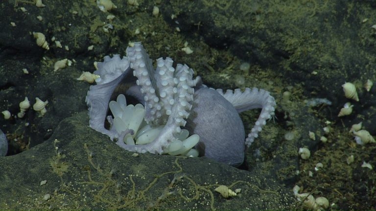 雌珍珠章魚，只有葡萄柚那麼大，呈現淡紫色，每隻大約會產下60顆卵，黏在裸露的岩石上。圖片來源：MBARI