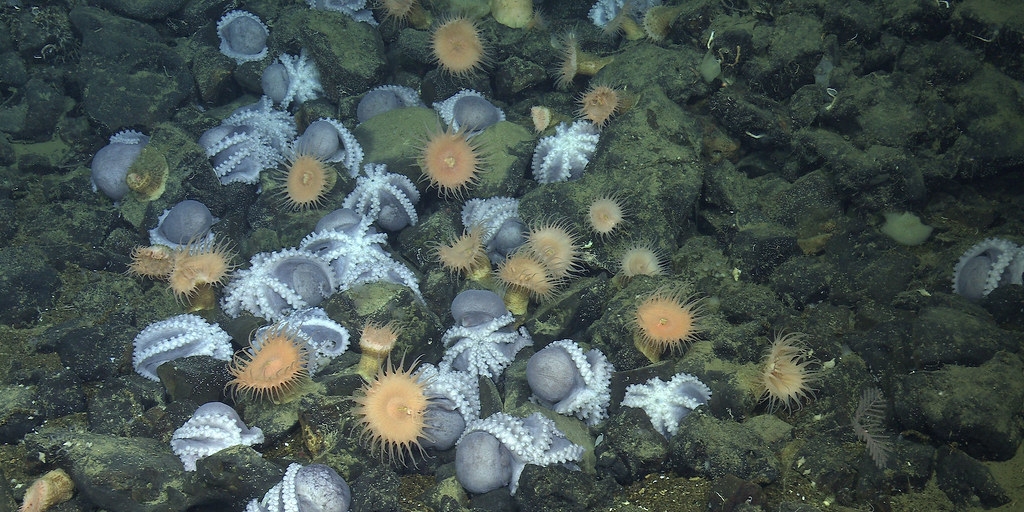 加州沿海約3200公尺深的海底，聚集了超過2萬隻珍珠章魚，形成占地333公頃的「章魚花園」。圖片來源：MBARI