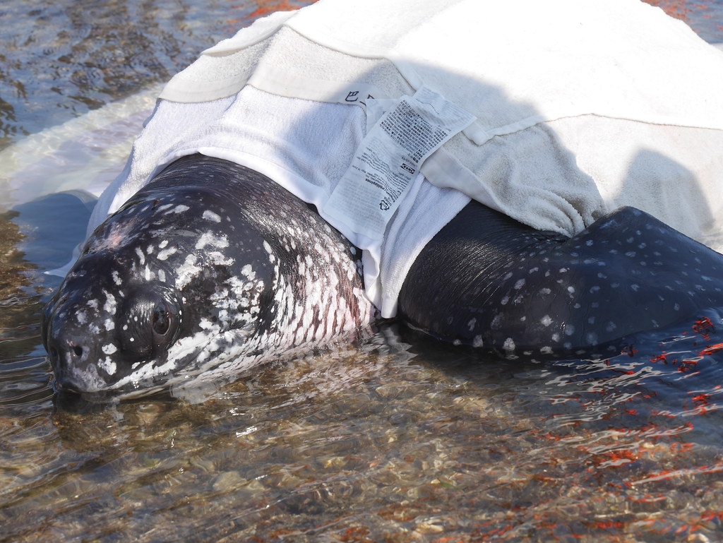 今年7月4日下午3點，恆春萬里桐潮間帶發現一隻活體擱淺海龜。圖片來源：墾丁國家公園管理處郭筱清提供