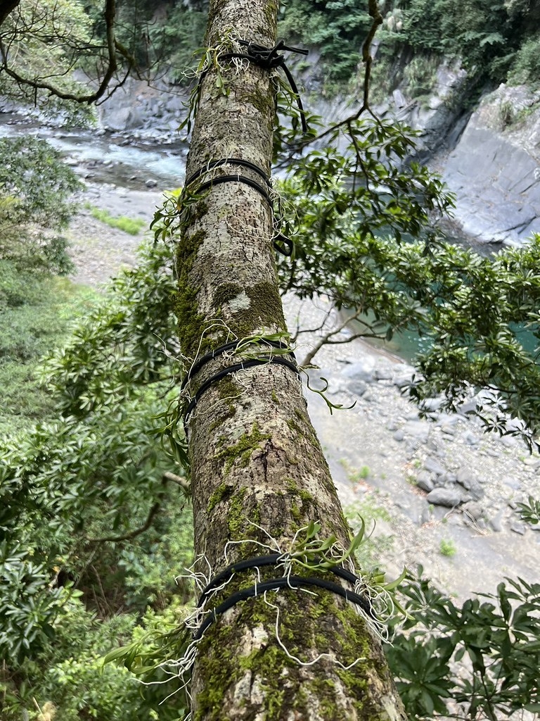 樹上的風景，著生的櫻石斛選定好依附位置固定，即可避免受損或遭吹落。圖片來源：林業署新竹分署提供 