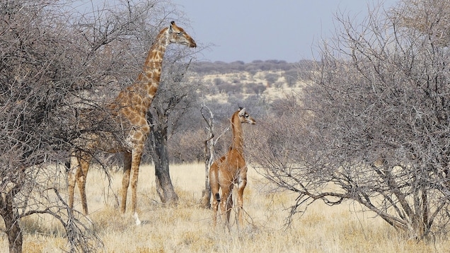 就在美國動物園迎來一隻沒有斑紋的長頸鹿新生兒過後幾週，人們在那米比亞的野外首度目擊並拍下了另一隻沒有斑紋的長頸鹿。PHOTOGRAPH BY ECKART DEMASIUS AND GIRAFFE CONSERVATION FOUNDATION