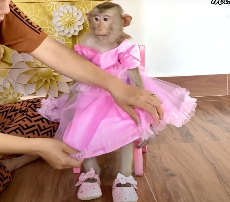 社群媒體上被網友評論為很「可愛」的猴子穿衣服影片，事實上給獼猴帶來不適。圖片來源：臺灣防止動物虐待協會 提供