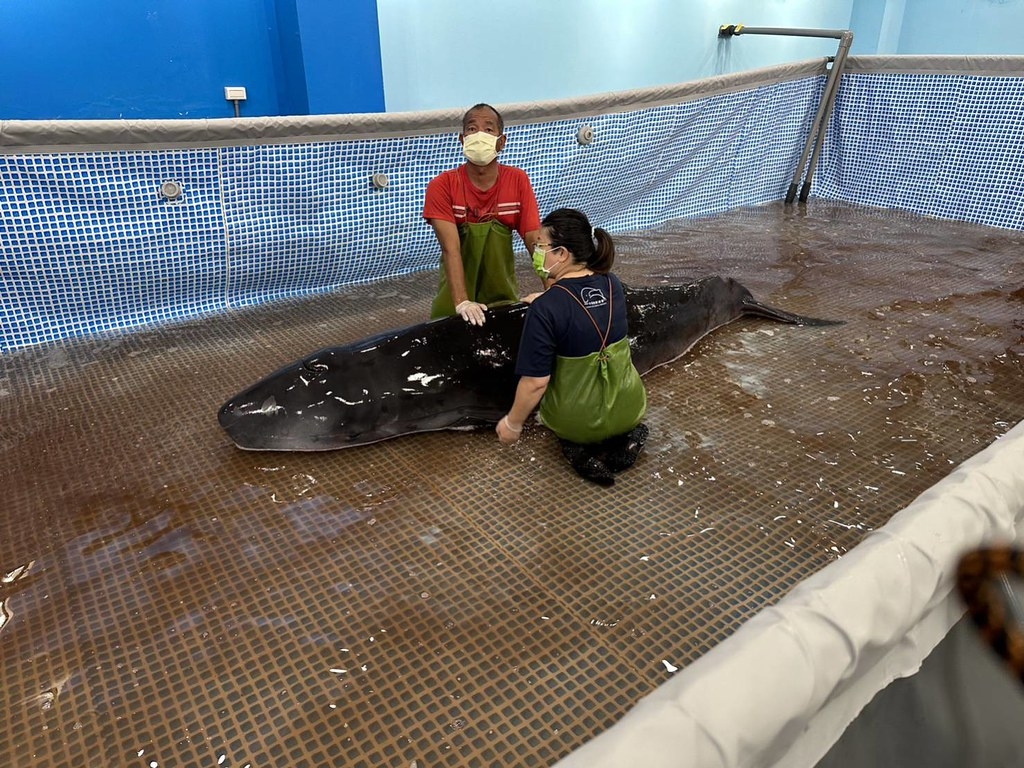 擱淺的小抹香鯨後送至基隆八斗子的海之生鯨豚復健站。圖片來源：中華鯨豚協會臉書