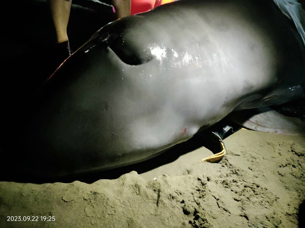 22日下午在在新北市八里紅海灘岸際發現活體擱淺小抹香鯨。圖片來源：中華鯨豚協會臉書