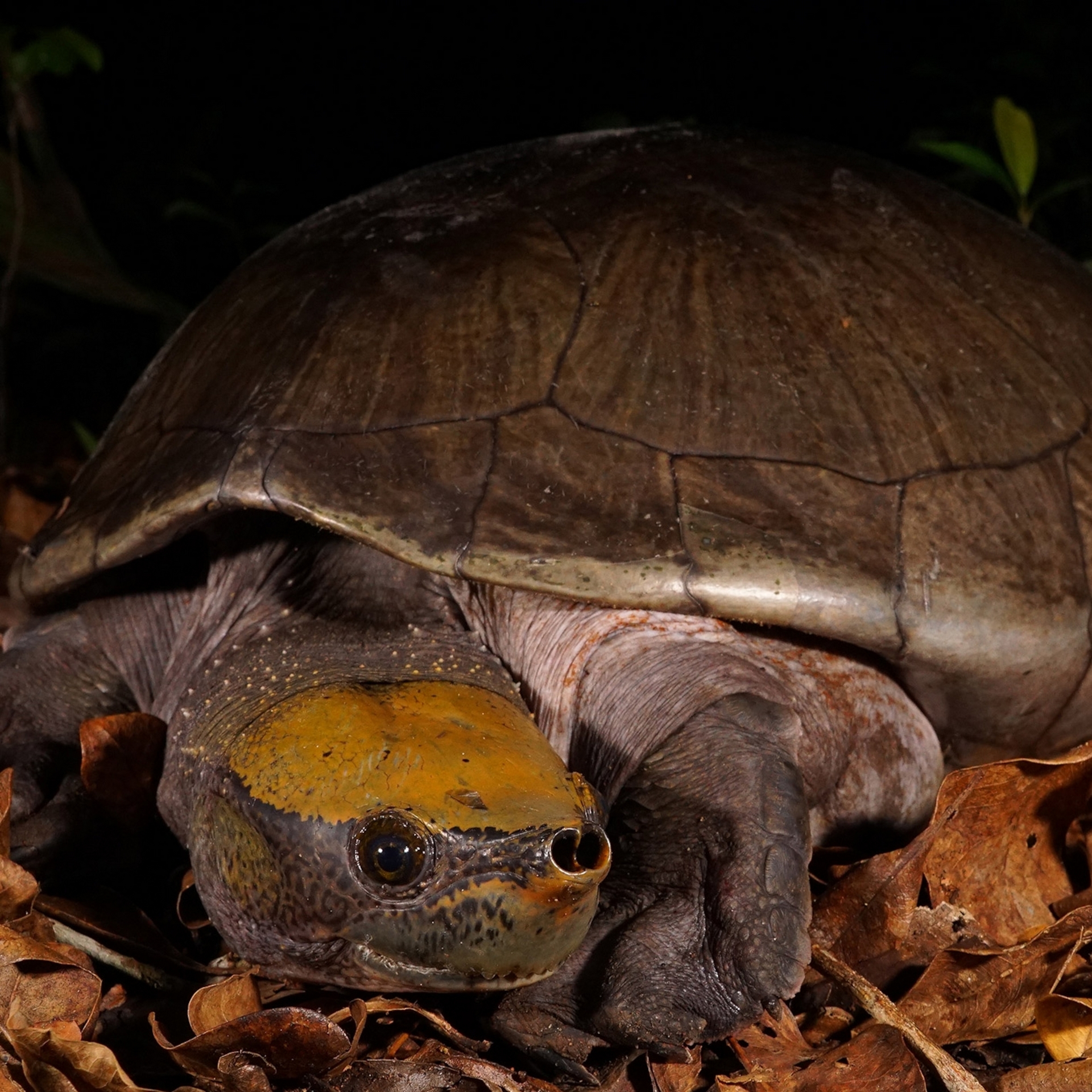在貝里斯紀錄後隨即放生的野生成年雄性中美洲河龜。人們視這種極度瀕危物種為令人垂涎的珍饈。 PHOTOGRAPH BY DONALD MCKNIGHT 