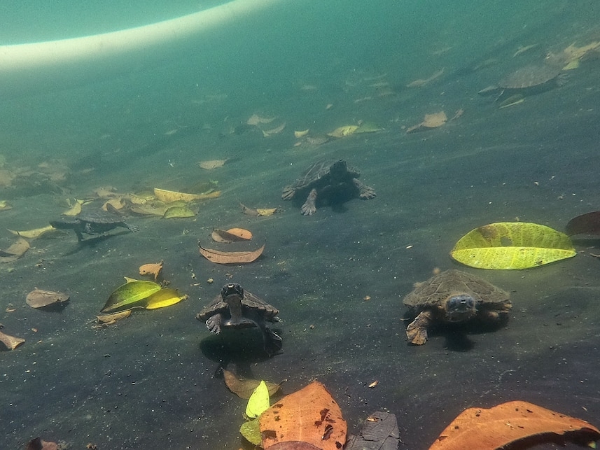 中美洲河龜寶寶聚集在貝里斯研究暨環境教育基金會（Belize Foundation for Research and Environmental Education）的戶外水池中。 PHOTOGRAPH BY DONALD MCKNIGHT 