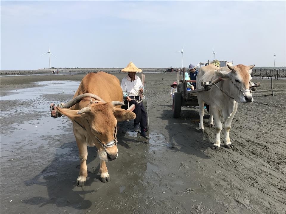  彰化沿海溼地不但生態多樣，還有獨特的「牛車採蚵」文化。彰化縣政府提供