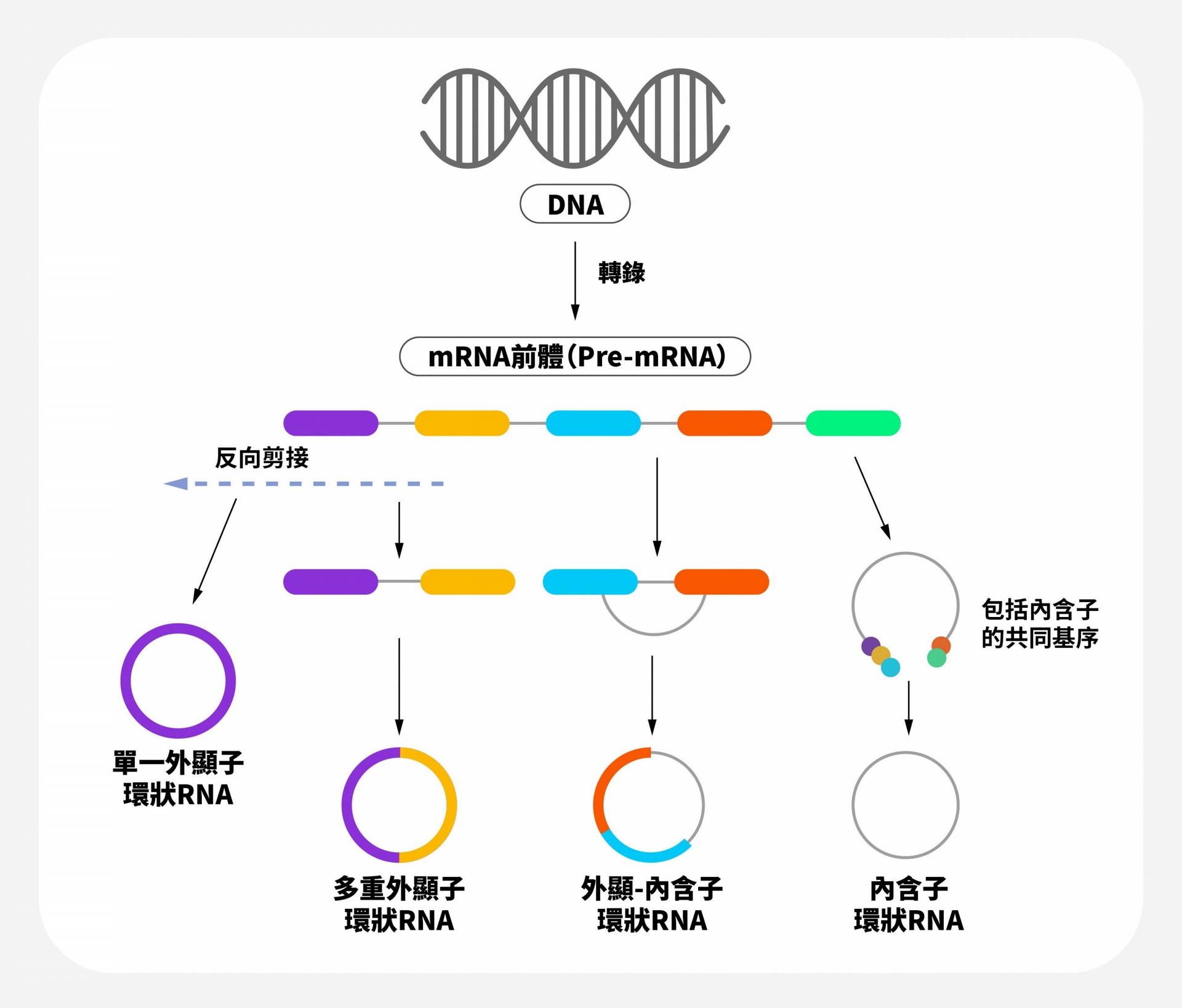長鍊非編碼 RNA（lncRNA）是 Pre-mRNA 選擇性剪接的產物，根據不同的生成方式，產生各種類型的環狀 RNA。 圖｜研之有物（資料來源｜International Journal of Oncology）