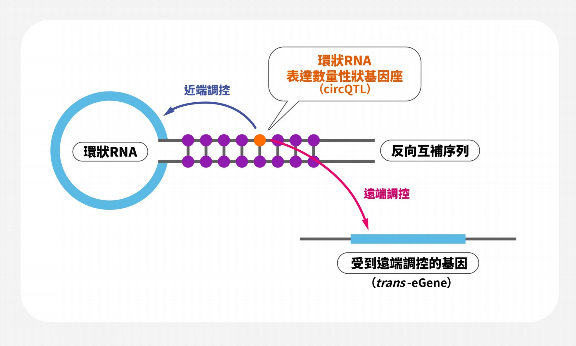 如圖顯示，環狀 RNA 表達數量性狀基因座（circQTL）近端調控了環狀 RNA，遠端調控其他基因。莊樹諄的想法是，某些基因被遠端調控的過程，是否有環狀 RNA 的參與？ 圖｜研之有物（資料來源｜Molecular Psychiatry）