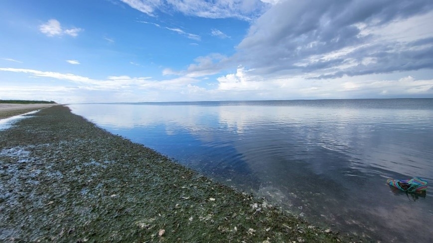 東沙環礁綿延的海草床。圖片來源：海保署提供