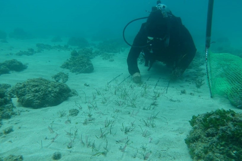 澎湖海草移植水下作業。圖片來源：海保署提供