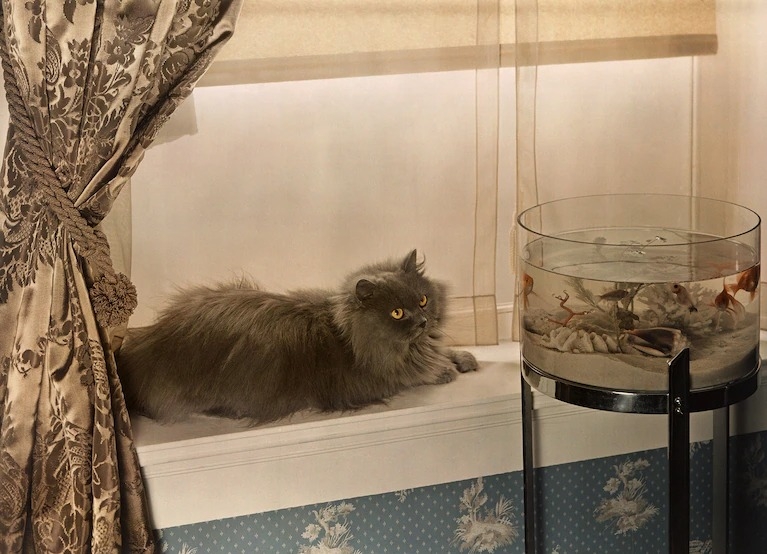 在《國家地理》雜誌1938年11月號的一張照片中，一隻藍色波斯貓緊盯著魚缸裡的金魚。研究人員發現，貓在遺傳上更傾向吃富含可口鮮味的食物，例如鮪魚。PHOTOGRAPH BY WILLARD CULVER, NAT GEO IMAGE COLLECTION