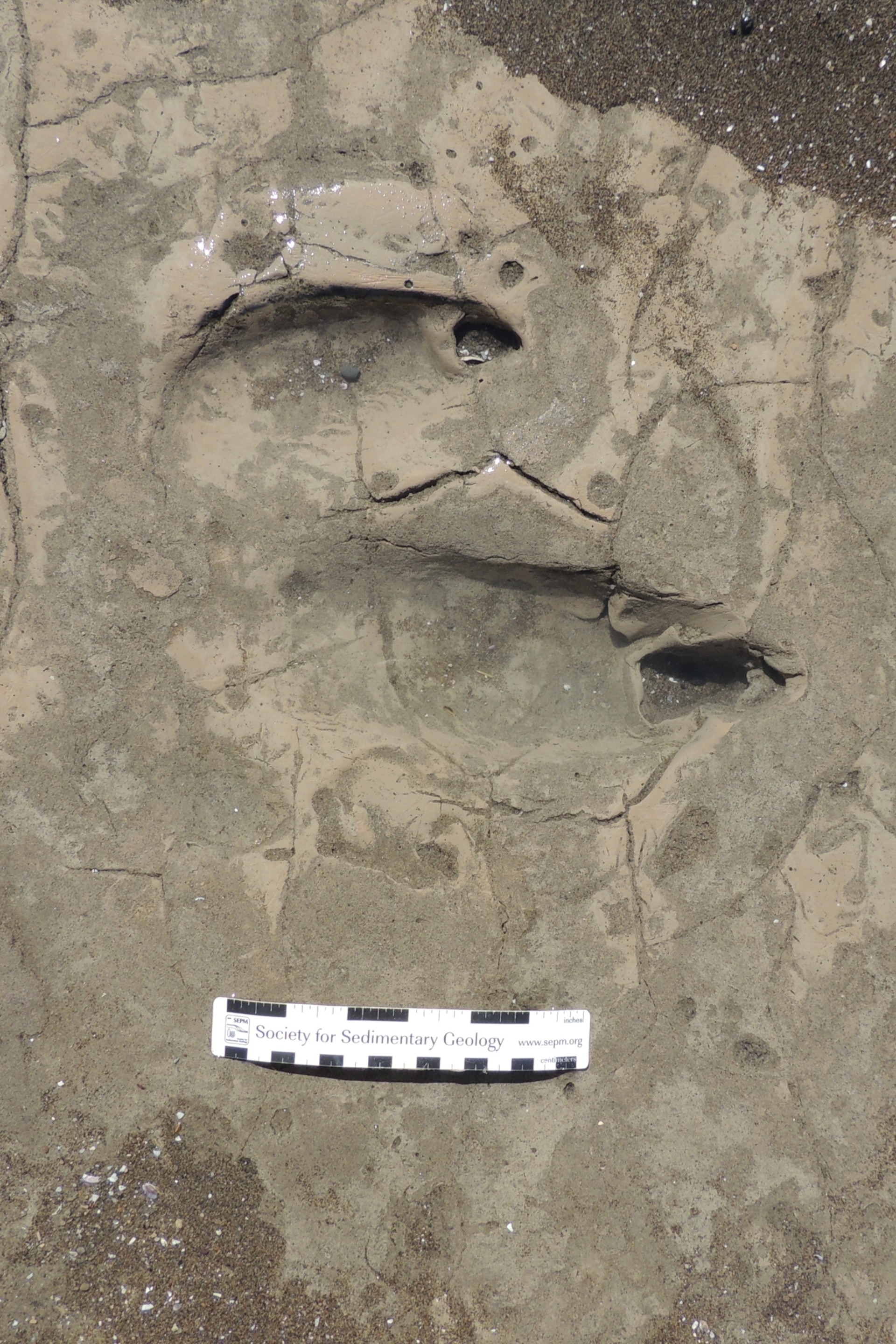 近距離觀察被命名為Rionegrina pozosaladensis的足跡種（ichnospecies），顯示中趾有粗壯爪痕，朝向右側。 PHOTOGRAPHS BY RICARDO MELCHOR 